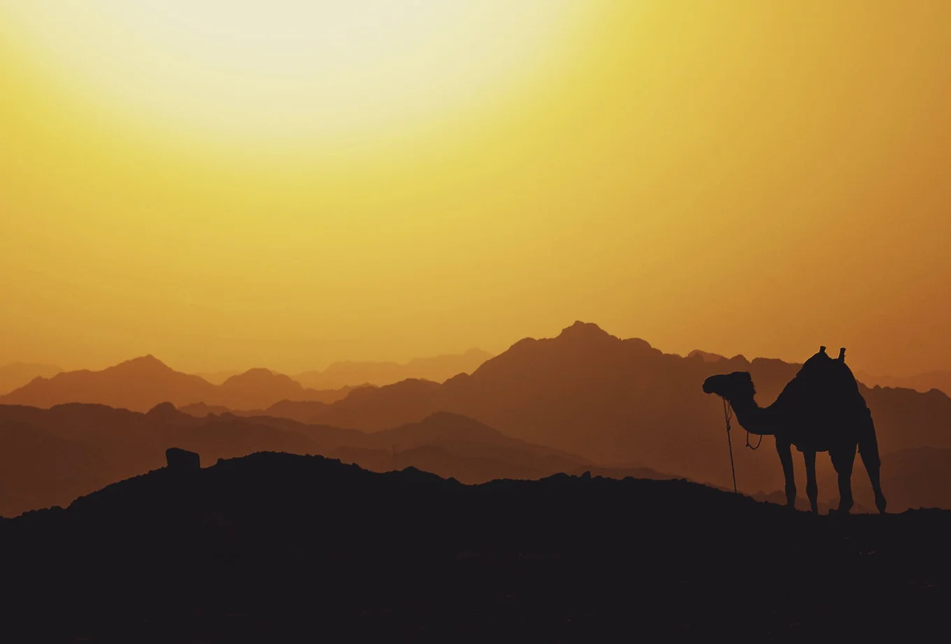 Camel silhouette, mountains, orange sky.