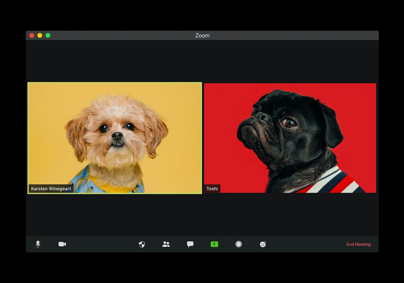 Two dogs on a Zoom call; left with yellow, right red.
